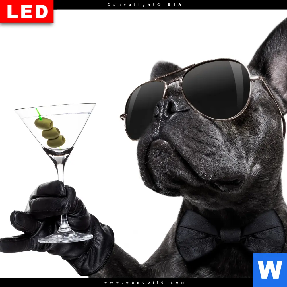 Acrylglasbild | Bulldogge mit Martini | Querformat - Image 4