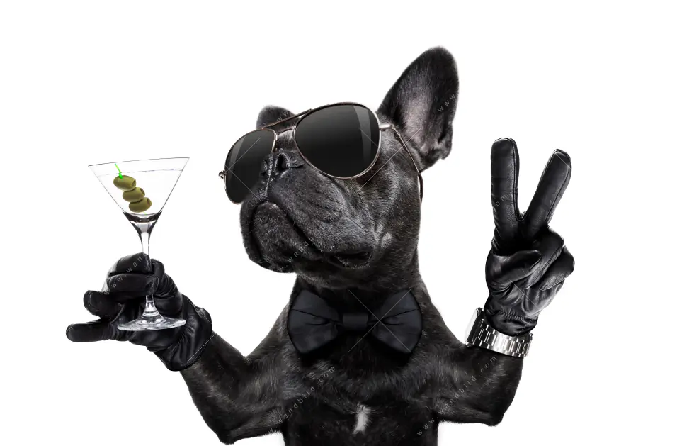 Acrylglasbild | Bulldogge mit Martini | Querformat - Image 5