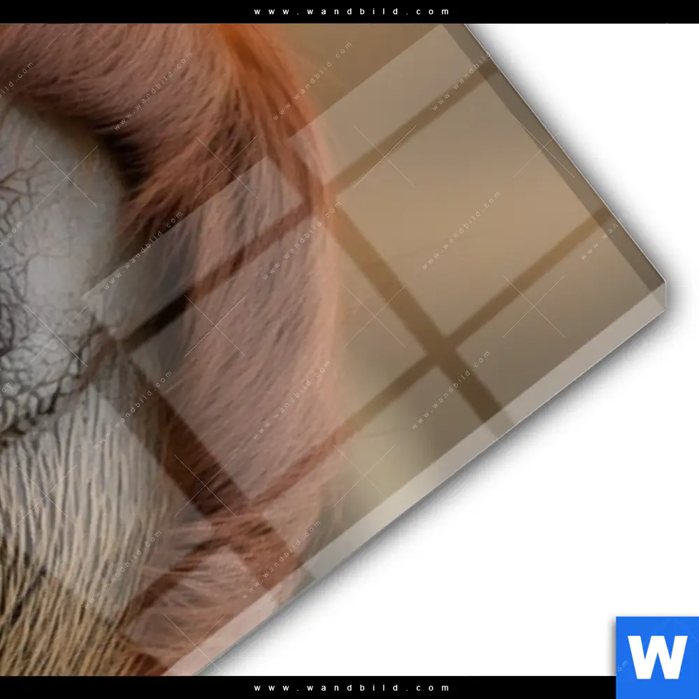 Acrylglasbild | Orang-Utan mit sanftem Blick | Schmal - Image 3