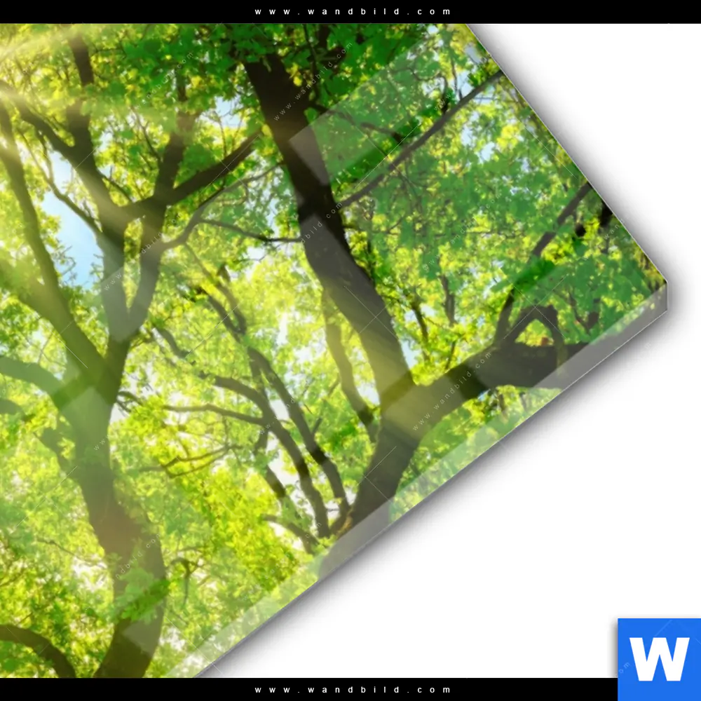 Acrylglasbild | Sonnendurchfluteter Baum | Hochformat - Image 3