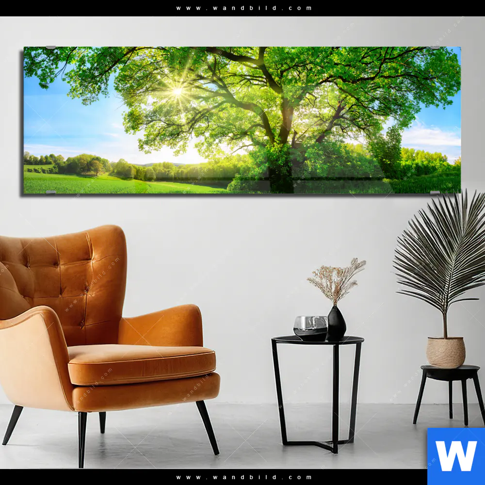 Acrylglasbild | Sonnendurchfluteter Baum | Panorama