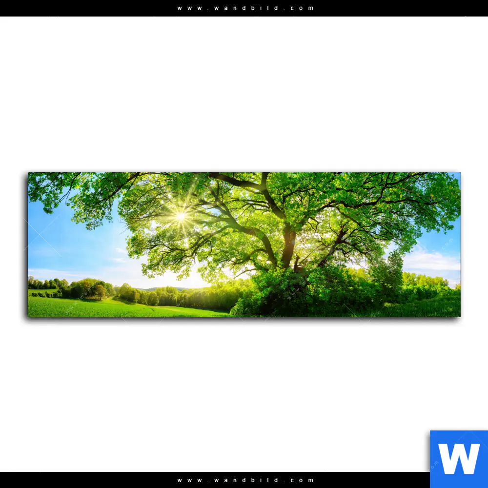 Acrylglasbild | Sonnendurchfluteter Baum | Panorama - Image 2