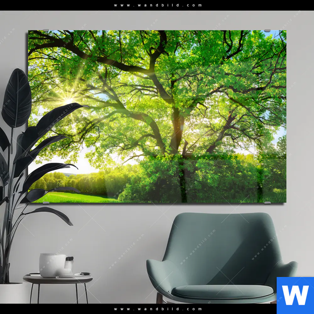 Acrylglasbild | Sonnendurchfluteter Baum | Querformat