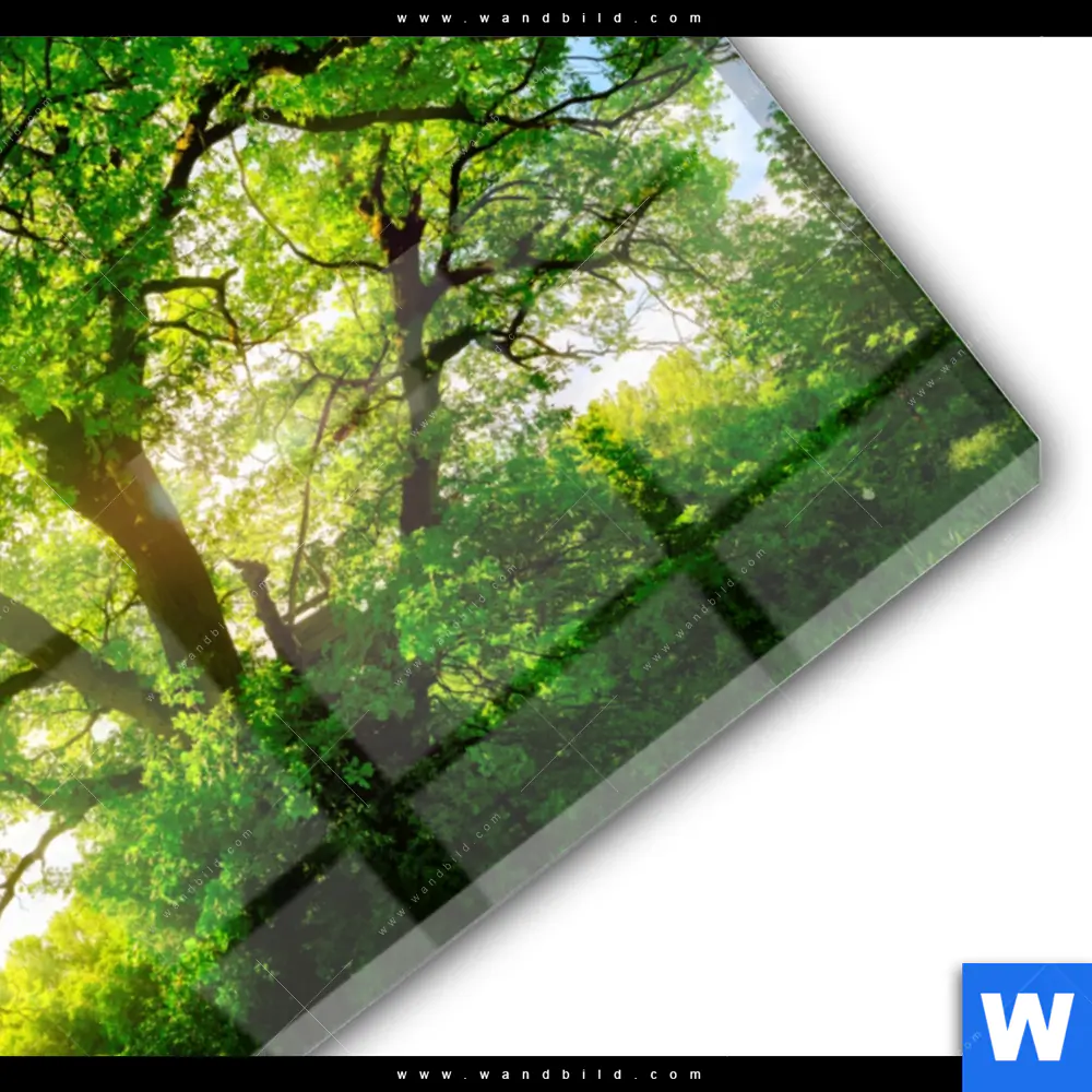 Acrylglasbild | Sonnendurchfluteter Baum | Querformat - Image 3