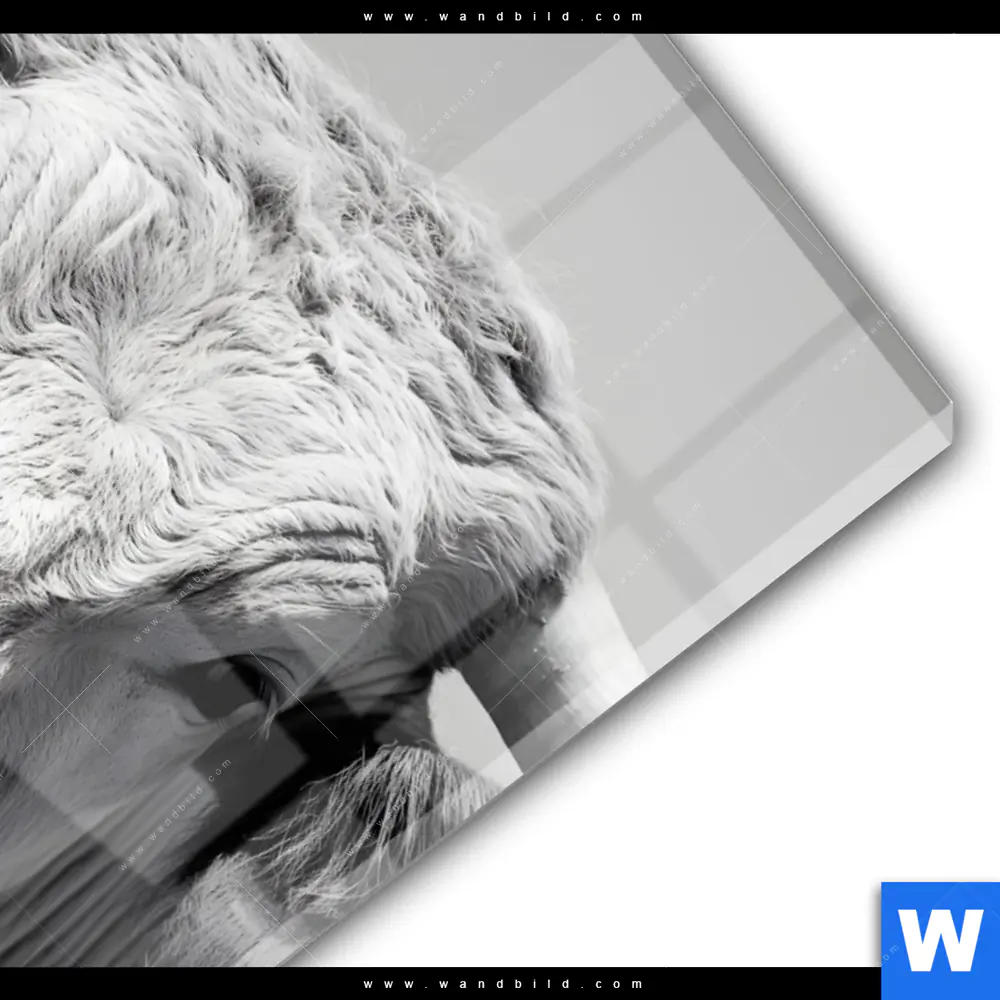 Acrylglasbild | Weisser Bulle | Hochformat - Image 3