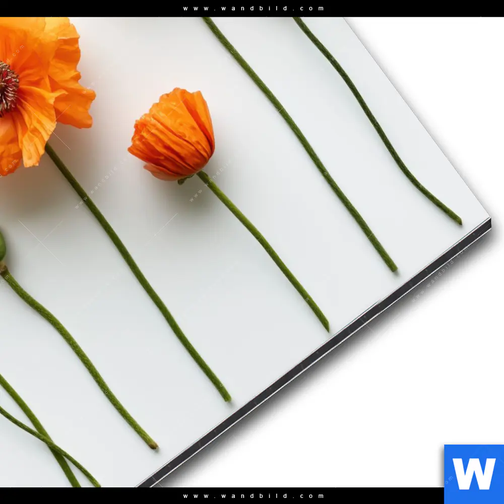 Alu-Dibond Bild | Mohnblumen in voller Blüte | Quadrat - Image 3