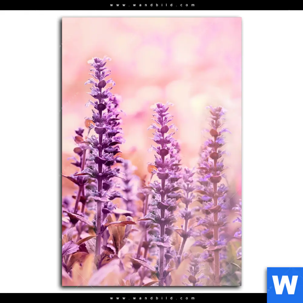 Alu-Dibond Bild | Sommeridylle mit Lavendel | Hochformat - Image 2