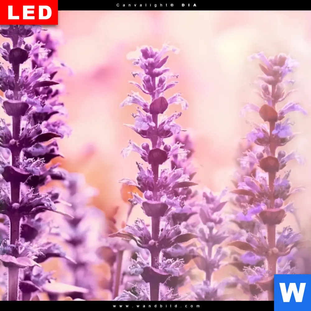Alu-Dibond Bild | Sommeridylle mit Lavendel | Hochformat - Image 4