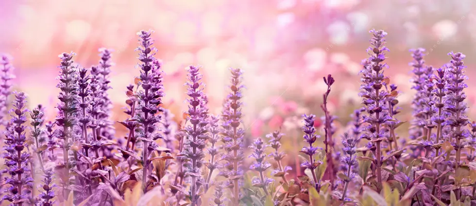 Alu-Dibond Bild | Sommeridylle mit Lavendel | Hochformat - Image 5