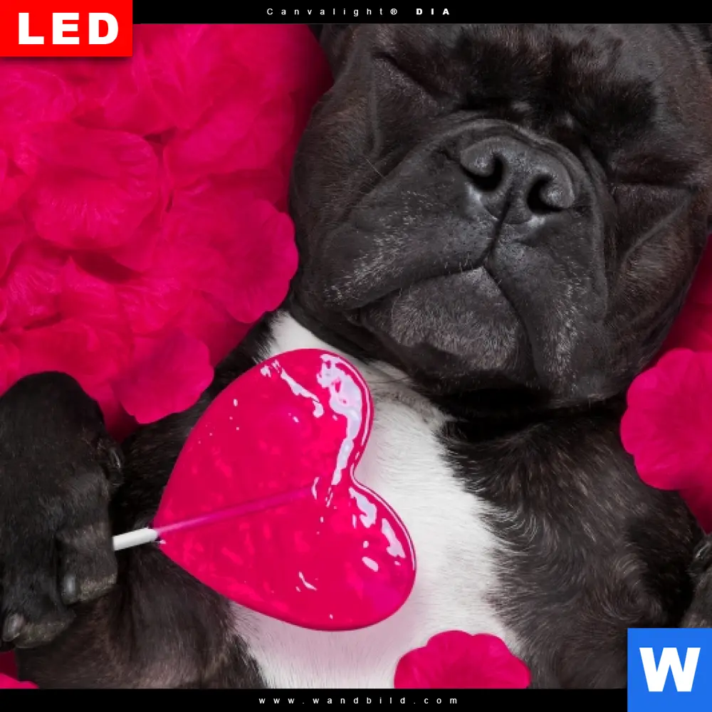 Aluminiumbild gebürstet | Romantik mit süßen Hunden | Hochformat - Image 4