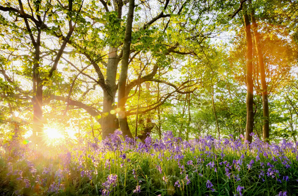 Leinwandbild | Frühlingserwachen zwischen Bäumen | Panorama - Image 5