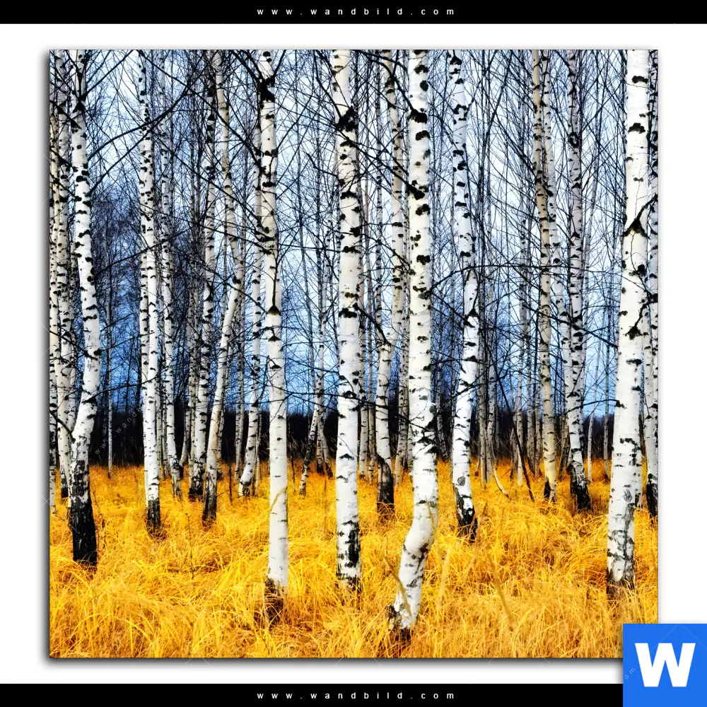 Leinwandbild | Wald mit Birkenbäumen | Quadrat - Image 2
