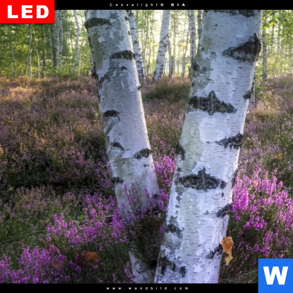 Leinwandbild | Wald mit Heideblumen | Panorama - Image 4