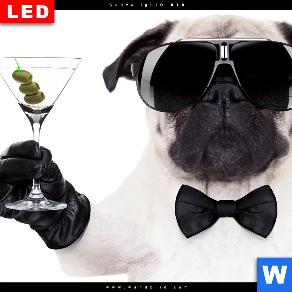 Leuchtbild Acrylglas Canvalight® DIA | Cooler Mops mit Martini | Querformat - Image 4