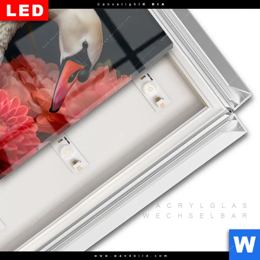 Leuchtbild Acrylglas Canvalight® DIA | Eleganter Schwan mit Blumen | Quadrat - Image 3