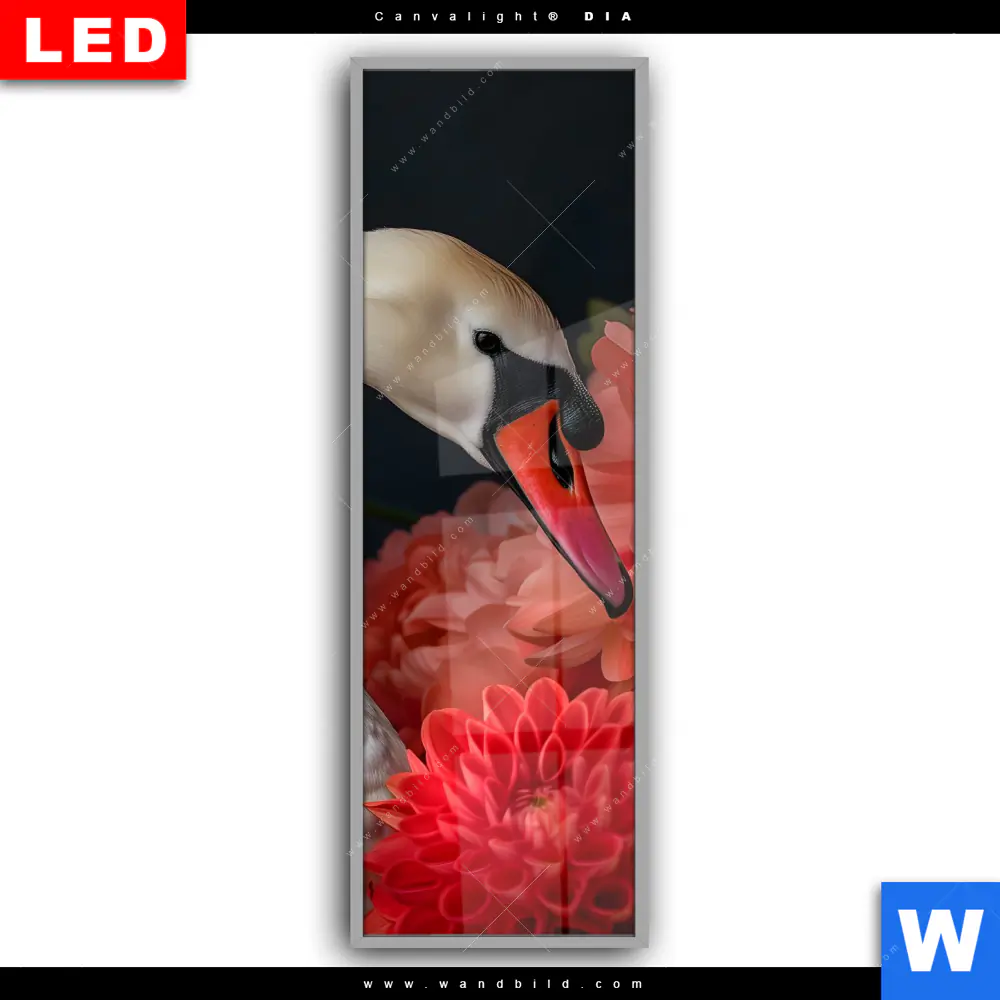Leuchtbild Acrylglas Canvalight® DIA | Eleganter Schwan mit Blumen | Schmal - Image 2