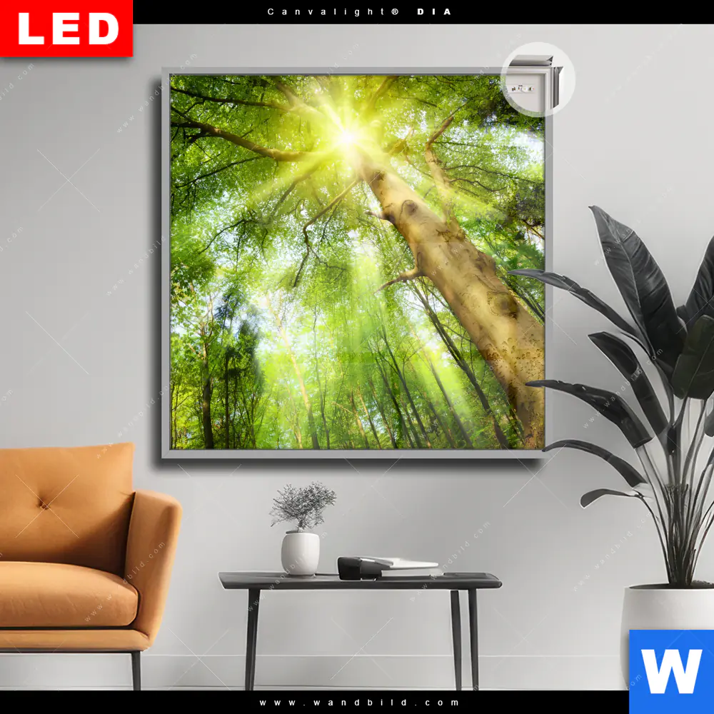 Leuchtbild Acrylglas Canvalight® DIA | Im frischen grünen Wald | Quadrat