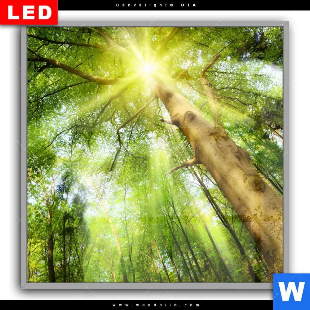 Leuchtbild Acrylglas Canvalight® DIA | Im frischen grünen Wald | Quadrat - Image 2