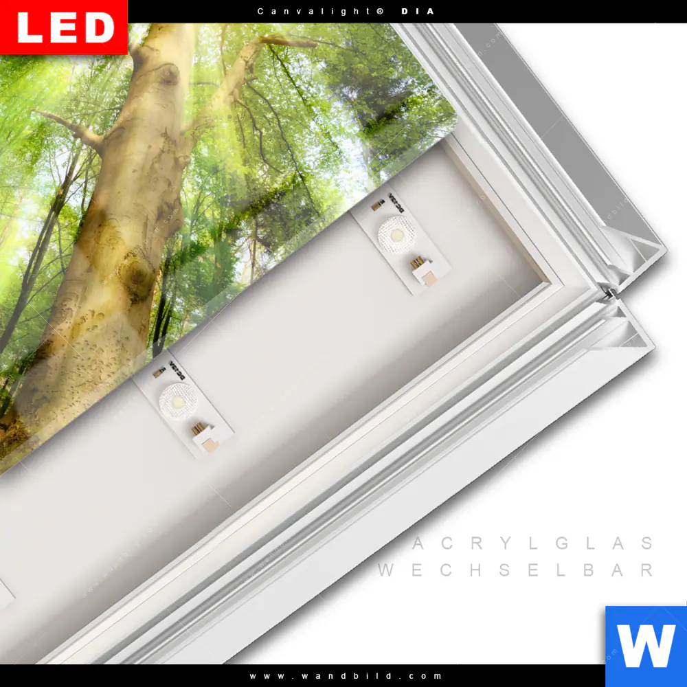 Leuchtbild Acrylglas Canvalight® DIA | Im frischen grünen Wald | Quadrat - Image 3