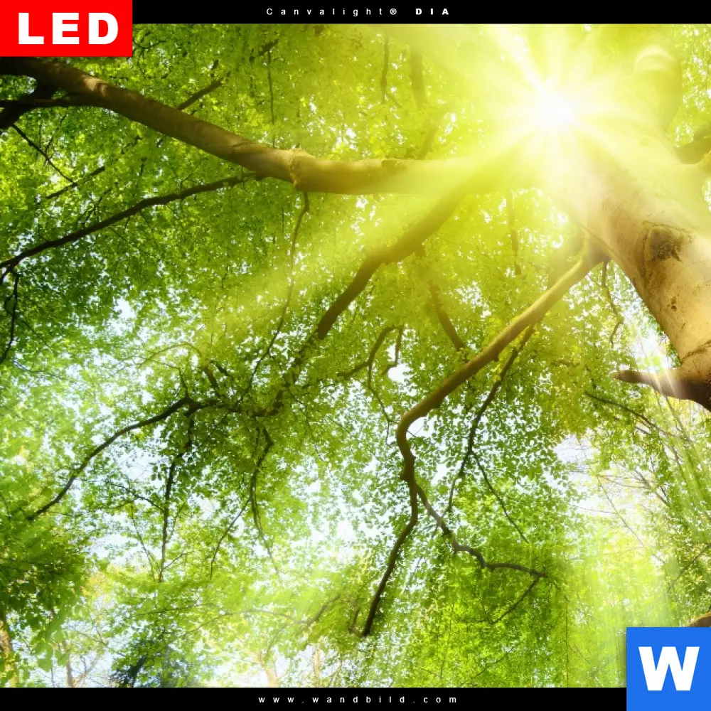 Leuchtbild Acrylglas Canvalight® DIA | Im frischen grünen Wald | Quadrat - Image 4