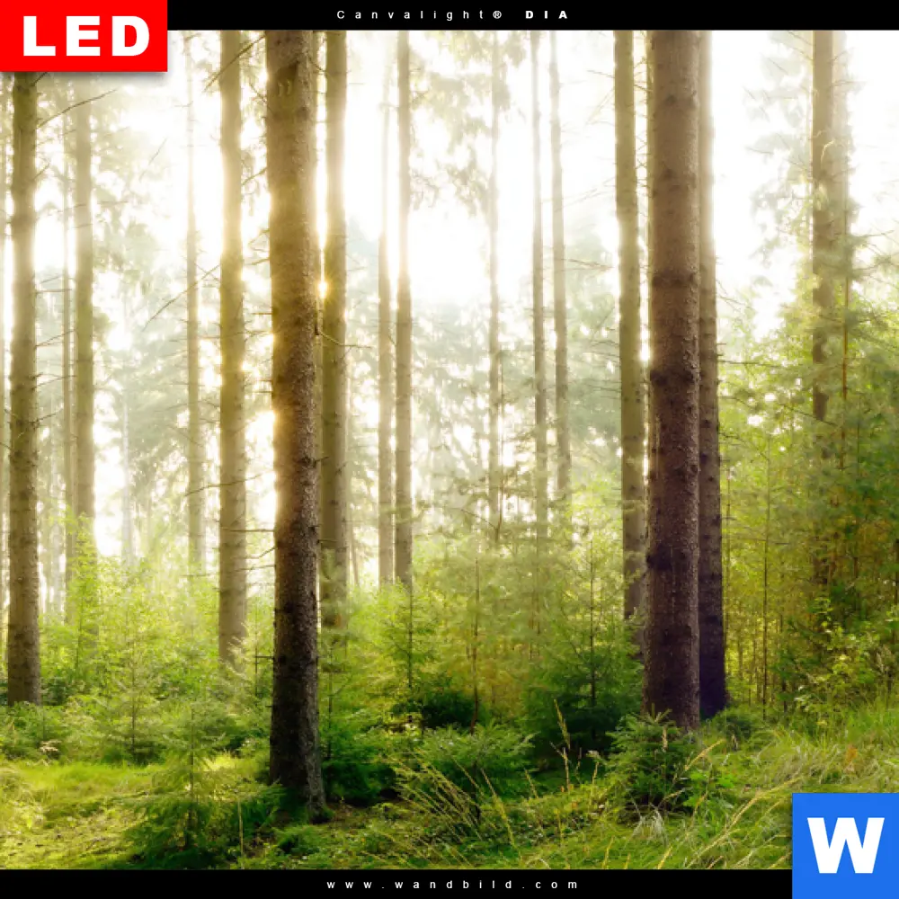 Leuchtbild Acrylglas Canvalight® DIA | Im tiefen Wald | Quadrat - Image 4