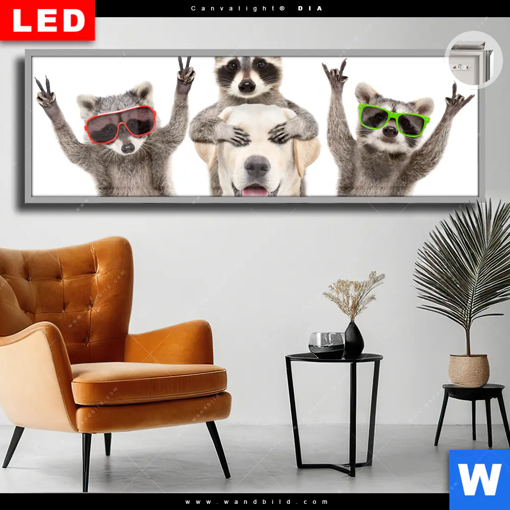 Leuchtbild Acrylglas Canvalight® DIA | Lustige Waschbären mit Hund | Panorama