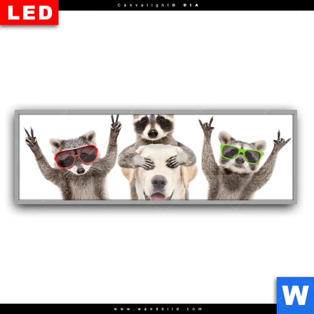 Leuchtbild Acrylglas Canvalight® DIA | Lustige Waschbären mit Hund | Panorama - Image 2