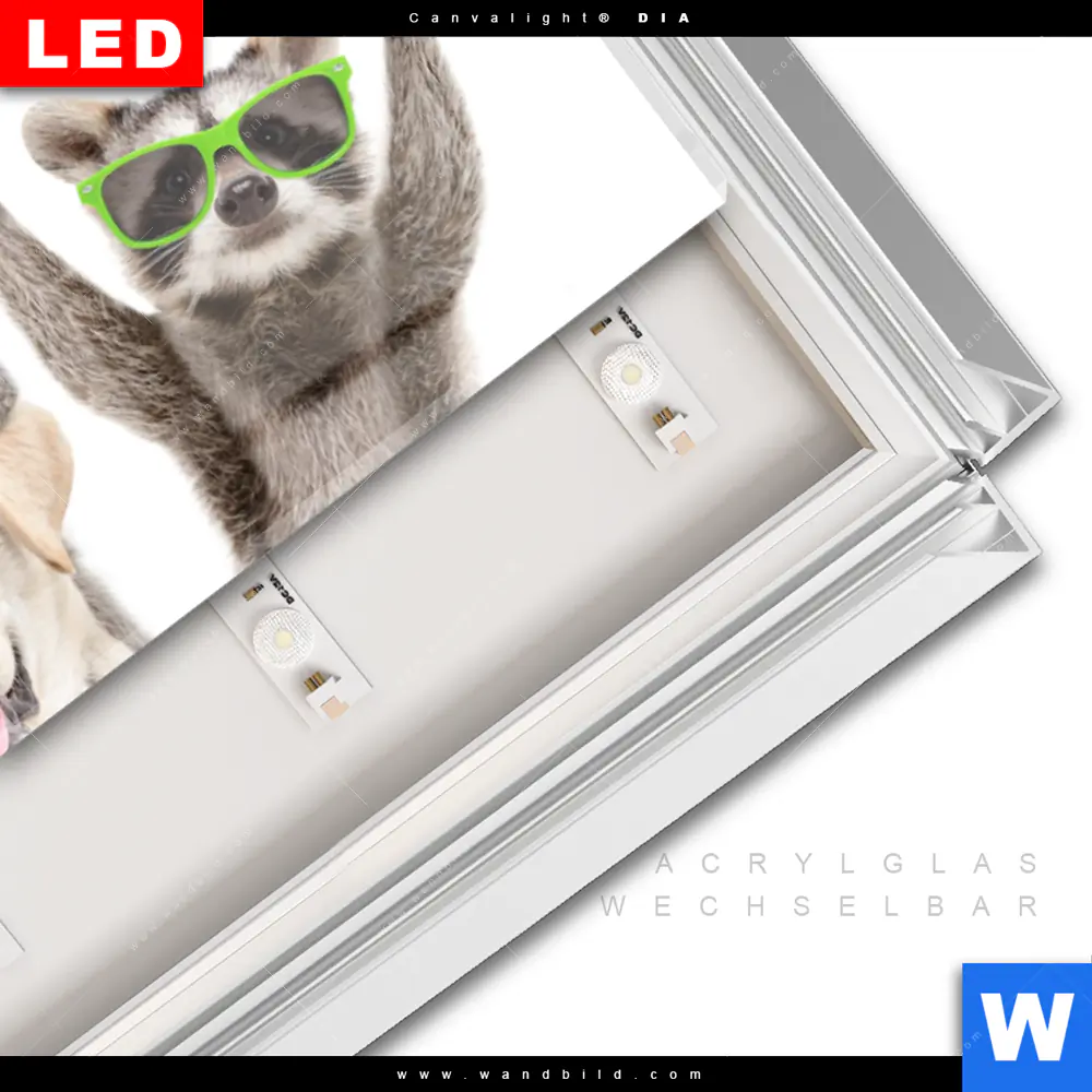 Leuchtbild Acrylglas Canvalight® DIA | Lustige Waschbären mit Hund | Panorama - Image 3