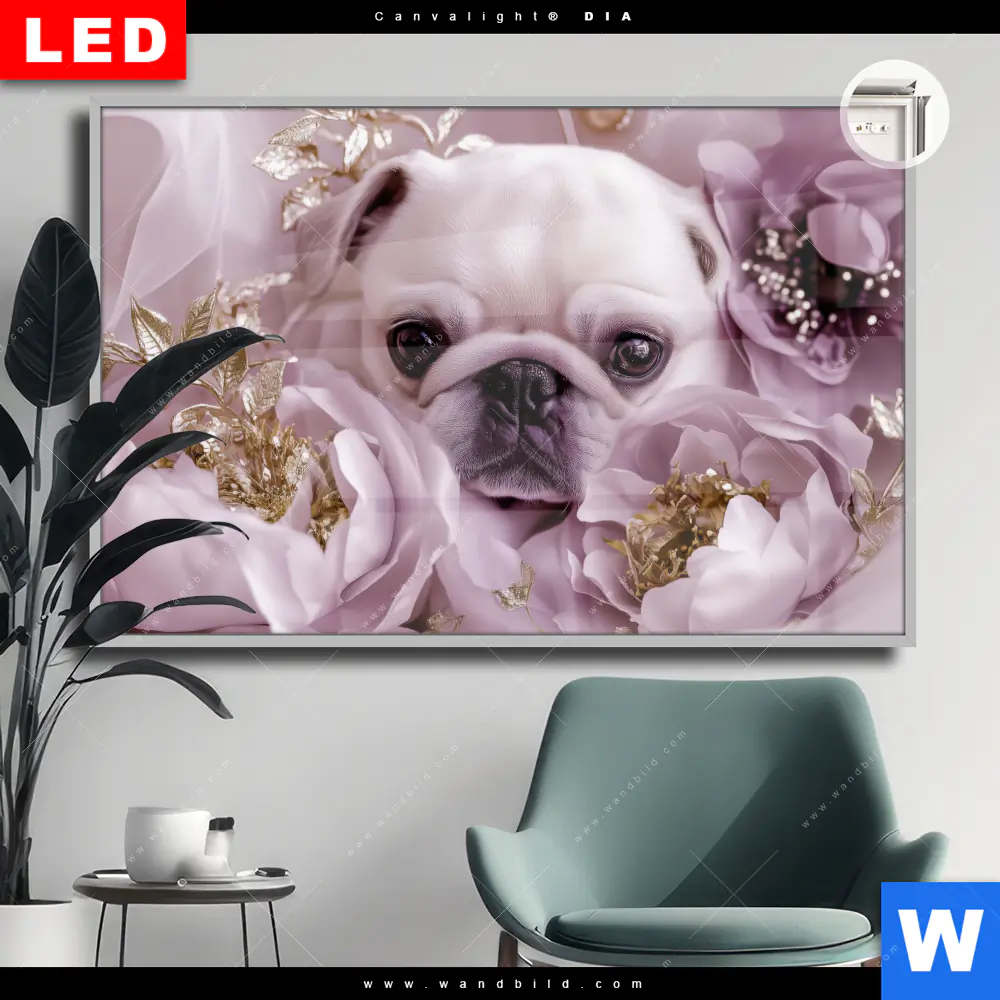 Leuchtbild Acrylglas Canvalight® DIA | Mops im Blütenmeer | Querformat