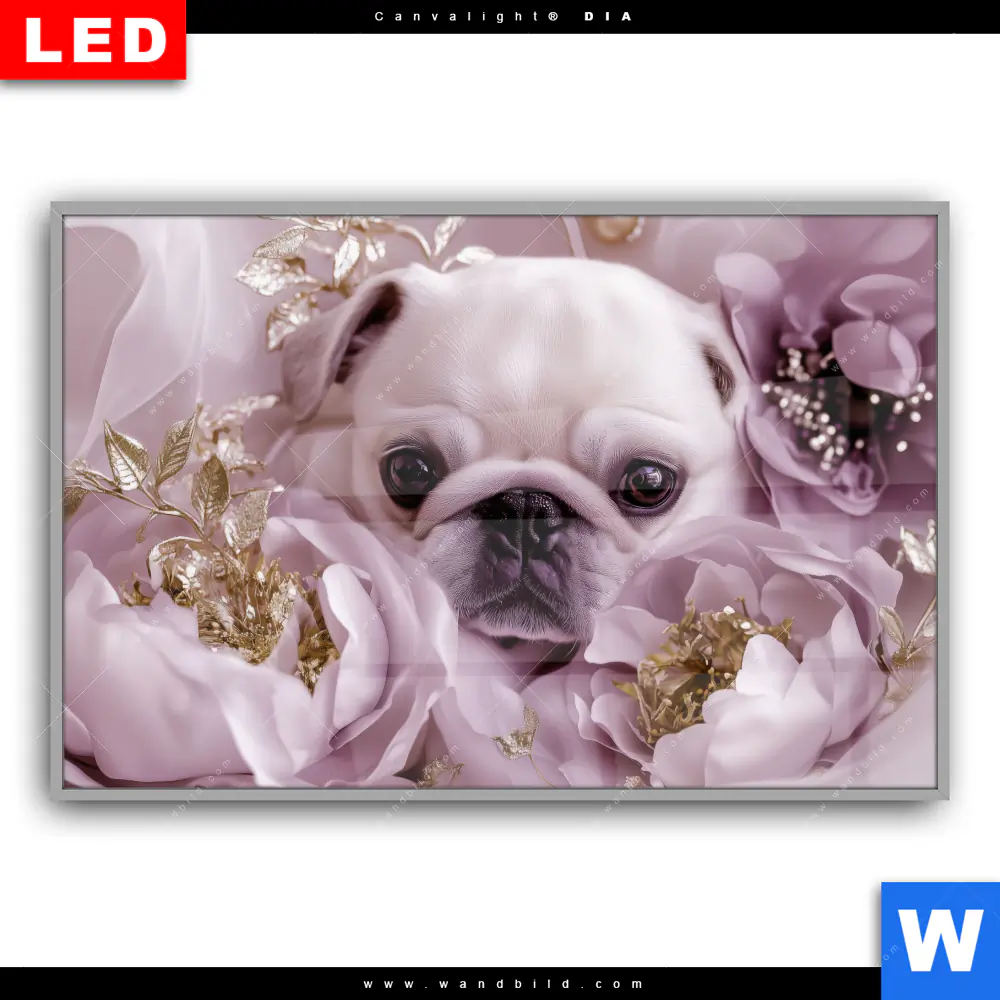 Leuchtbild Acrylglas Canvalight® DIA | Mops im Blütenmeer | Querformat - Image 2