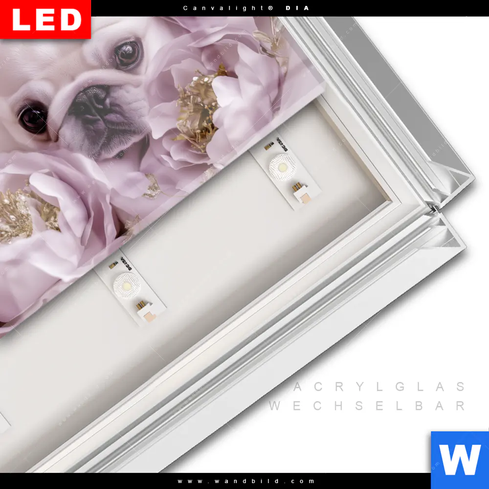 Leuchtbild Acrylglas Canvalight® DIA | Mops im Blütenmeer | Querformat - Image 3