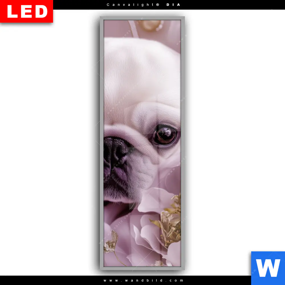 Leuchtbild Acrylglas Canvalight® DIA | Mops im Blütenmeer | Schmal - Image 2