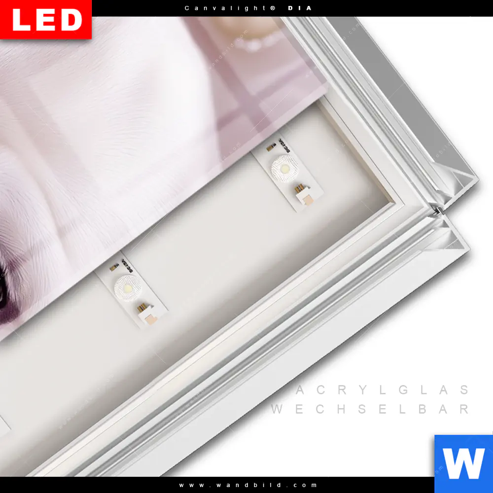 Leuchtbild Acrylglas Canvalight® DIA | Mops im Blütenmeer | Schmal - Image 3
