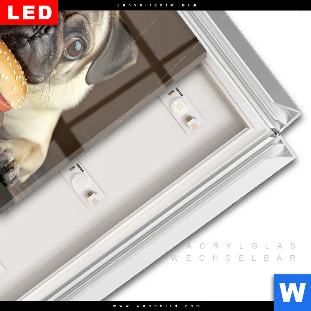 Leuchtbild Acrylglas Canvalight® DIA | Mops mit Cheeseburger | Quadrat - Image 3