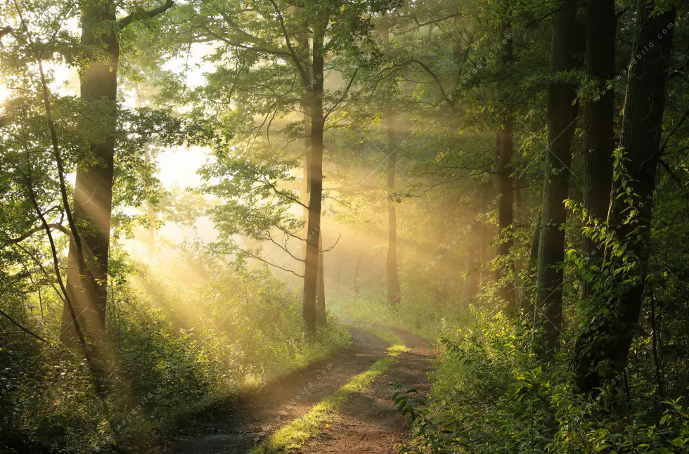 Leuchtbild Acrylglas Canvalight® DIA | Morgenspaziergang im nebeligem Wald | Hochformat - Image 5