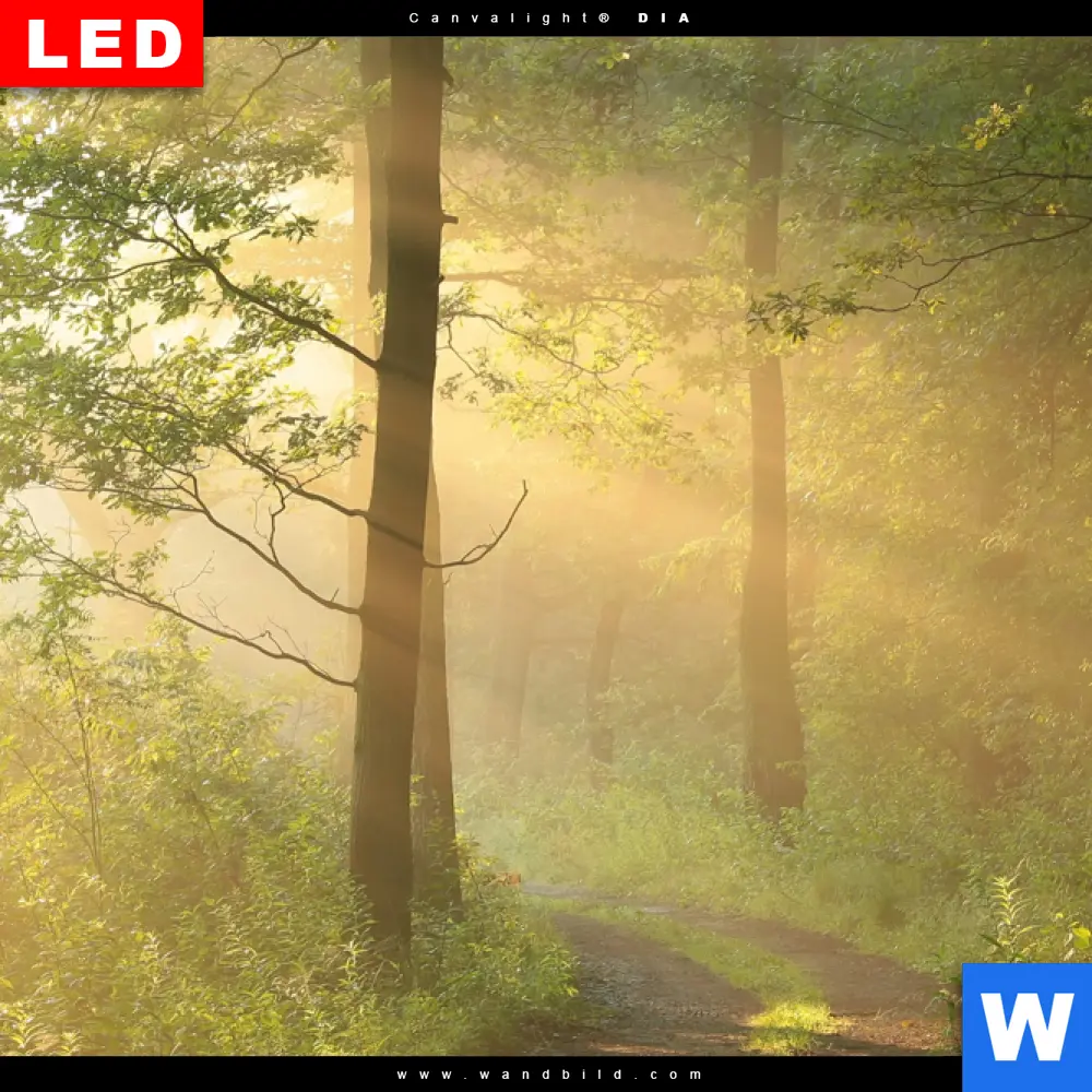 Leuchtbild Acrylglas Canvalight® DIA | Morgenspaziergang im nebeligem Wald | Panorama - Image 4