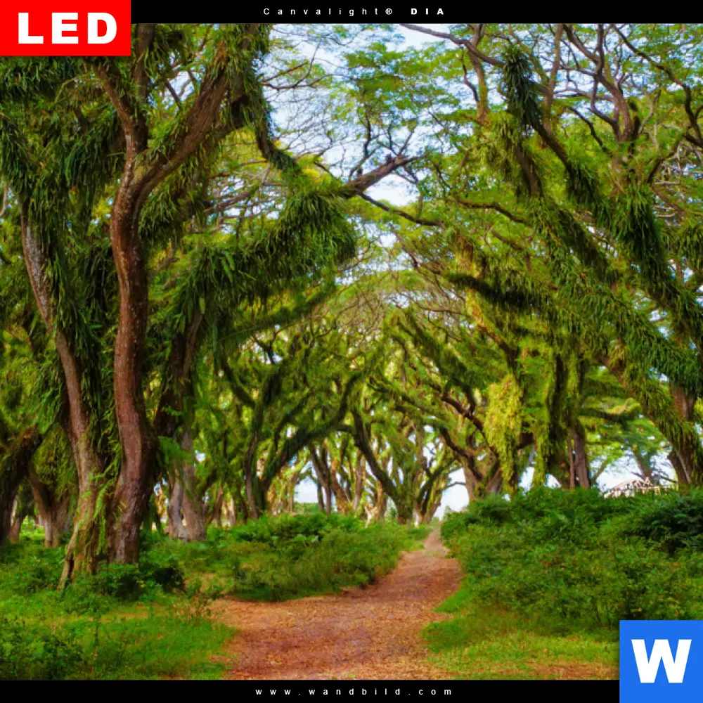 Leuchtbild Acrylglas Canvalight® DIA | Mystischer Wald | Hochformat - Image 4