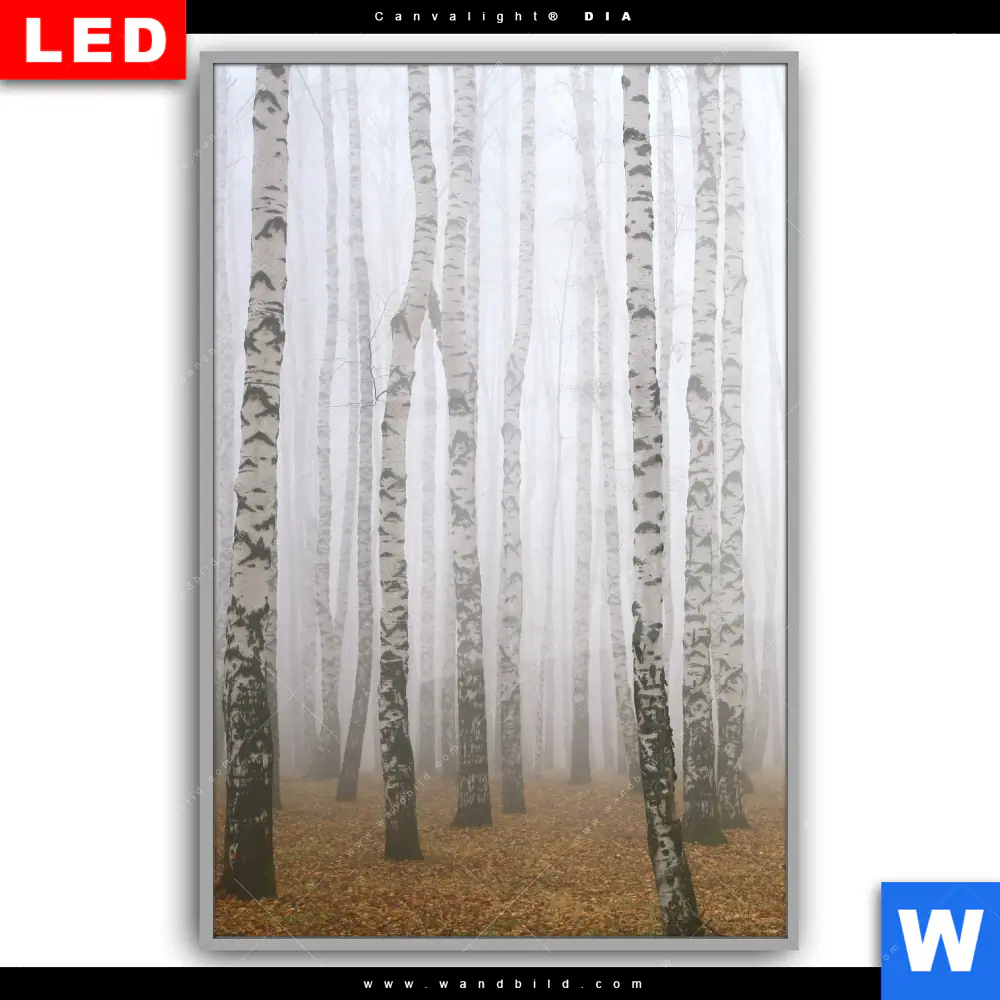 Leuchtbild Acrylglas Canvalight® DIA | Nebel im Birkenwald | Hochformat - Image 2