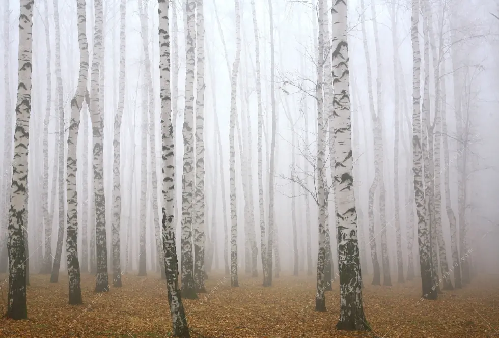 Leuchtbild Acrylglas Canvalight® DIA | Nebel im Birkenwald | Hochformat - Image 5