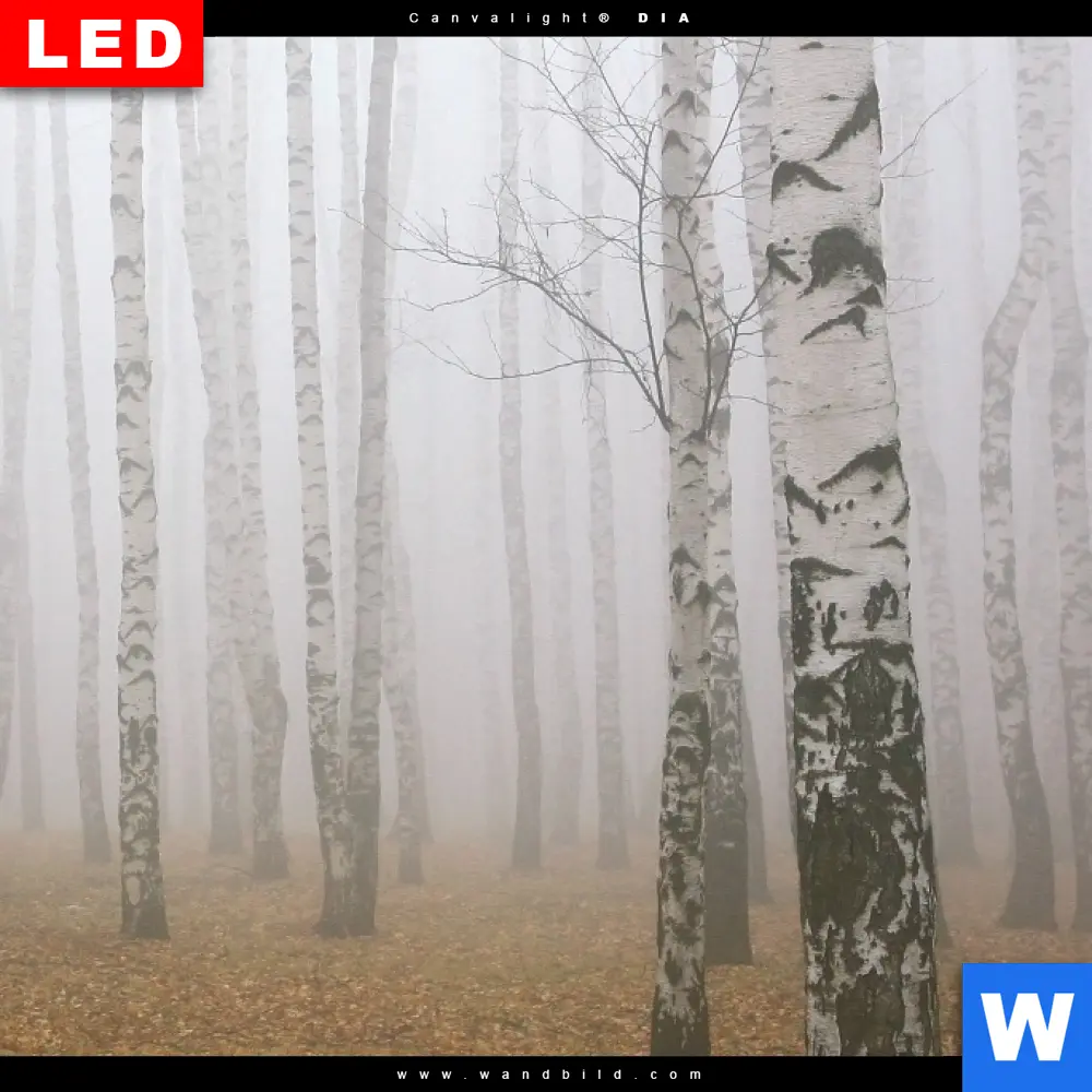 Leuchtbild Acrylglas Canvalight® DIA | Nebel im Birkenwald | Quadrat - Image 4