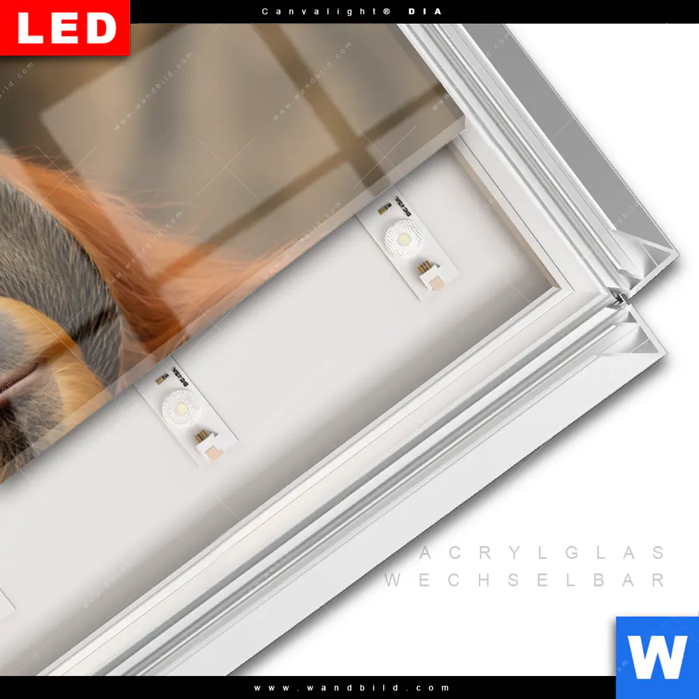 Leuchtbild Acrylglas Canvalight® DIA | Orang-Utan mit sanftem Blick | Panorama - Image 3