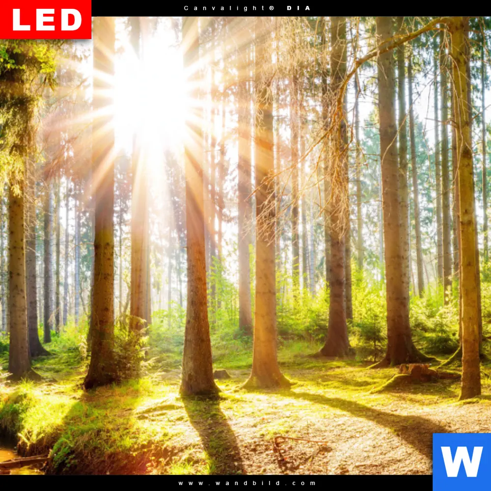 Leuchtbild Acrylglas Canvalight® DIA | Sonniger Wald | Querformat - Image 4