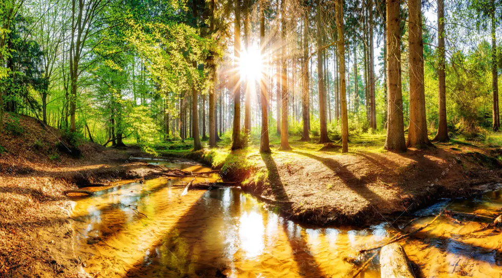 Leuchtbild Acrylglas Canvalight® DIA | Sonniger Wald | Querformat - Image 5