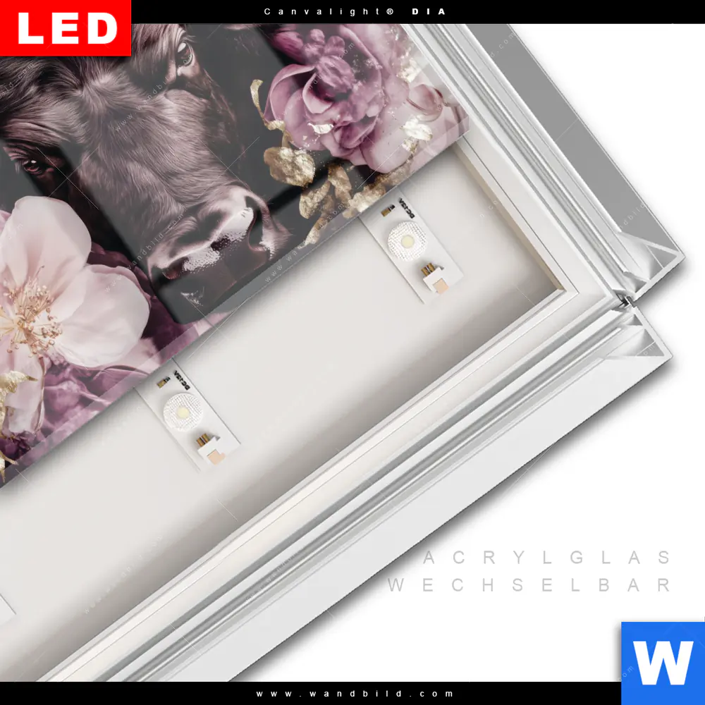 Leuchtbild Acrylglas Canvalight® DIA | Stier mit Blumen | Querformat - Image 3