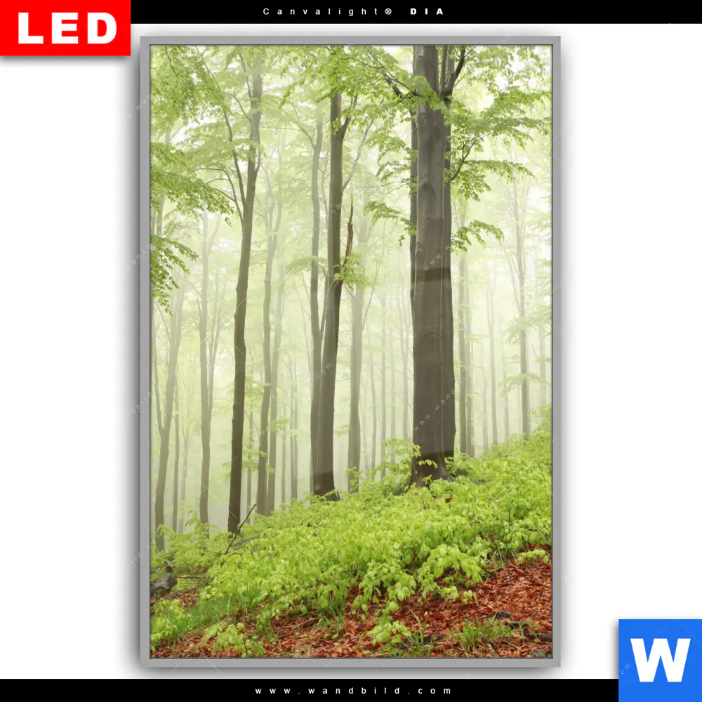 Leuchtbild Acrylglas Canvalight® DIA | Unberührte Natur - Der Wald | Hochformat - Image 2