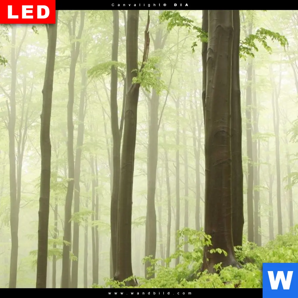 Leuchtbild Acrylglas Canvalight® DIA | Unberührte Natur - Der Wald | Hochformat - Image 4