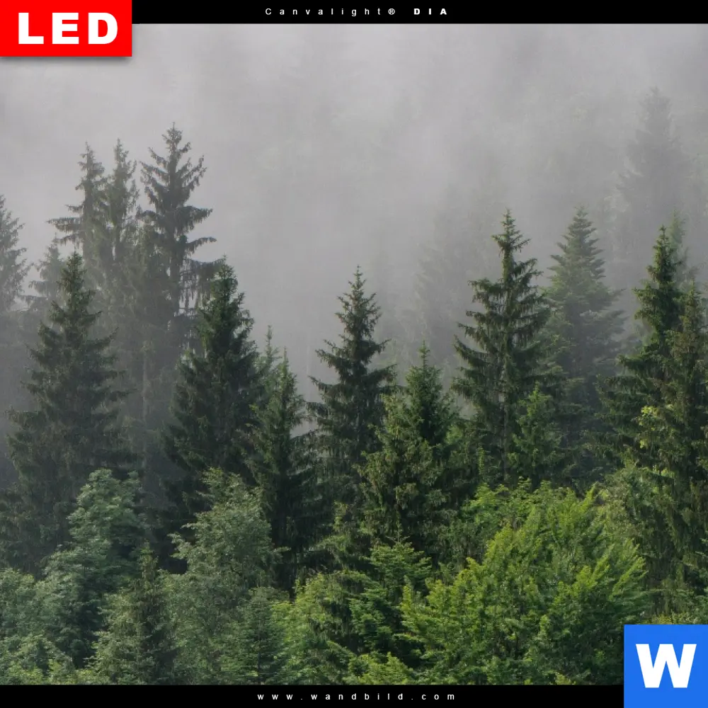 Leuchtbild Acrylglas Canvalight® DIA | Wald im Nebel | Schmal - Image 4