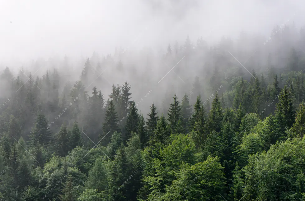 Leuchtbild Acrylglas Canvalight® DIA | Wald im Nebel | Schmal - Image 5
