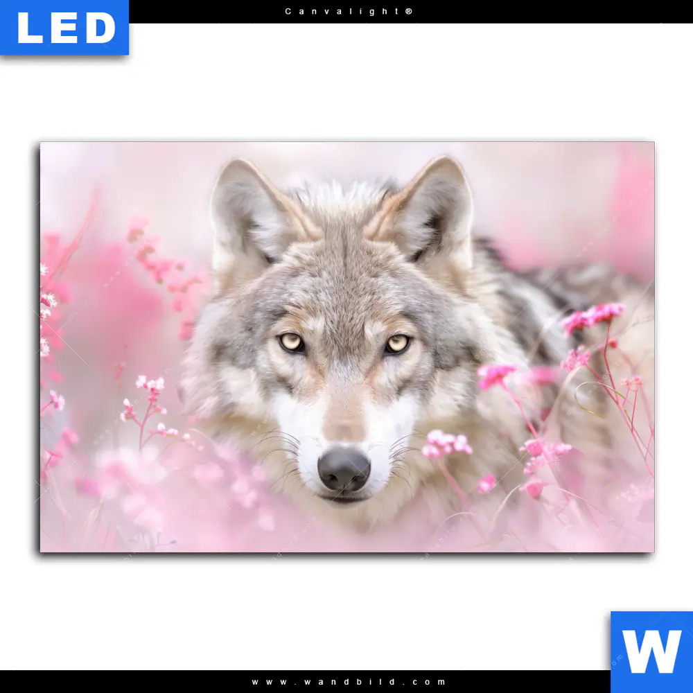 Canvalight® Leuchtbild | Friedlicher Wolf | Querformat - Image 2