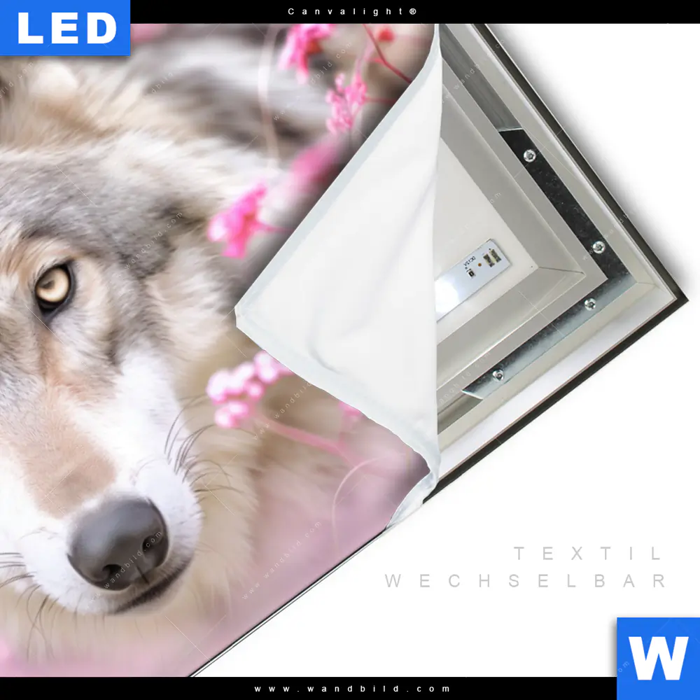 Canvalight® Leuchtbild | Friedlicher Wolf | Querformat - Image 3